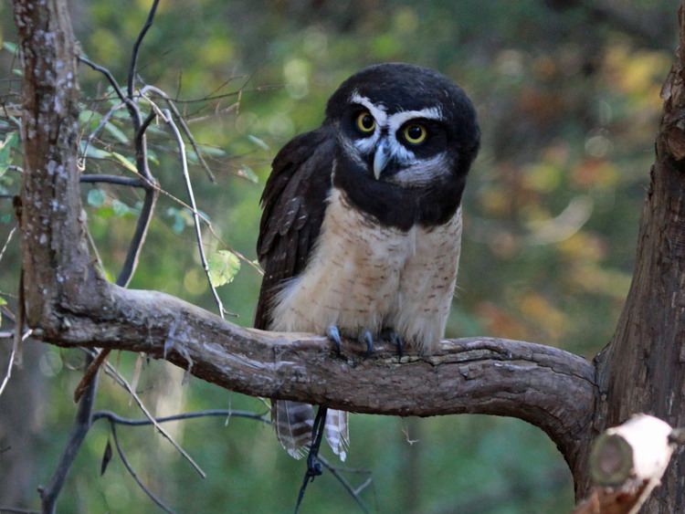 Spectacled owl FileSpectacled Owl RWD3jpg Wikimedia Commons
