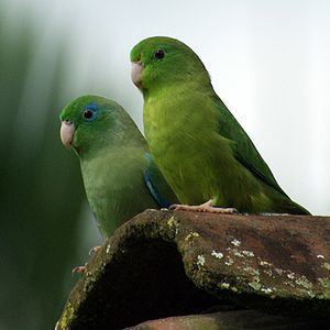 Spectacled parrotlet Spectacled parrotlet Wikipedia