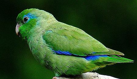 Spectacled parrotlet SpectacledParrotletInfo