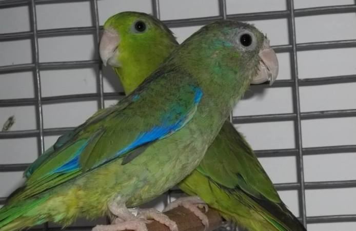 Spectacled parrotlet Spectacled Parrotlets For Sale Xtreem Parrotlets