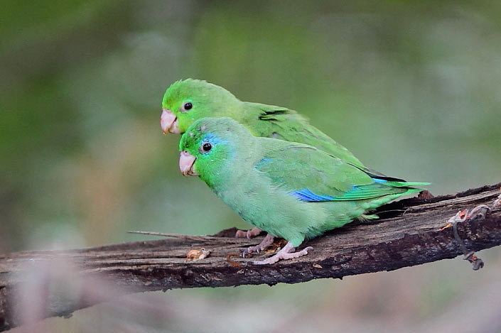 Spectacled parrotlet Surfbirds Online Photo Gallery Search Results