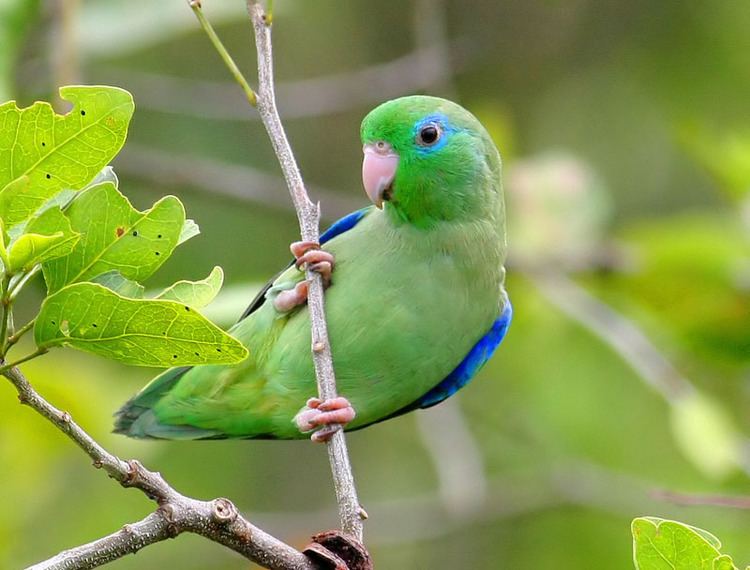 Spectacled parrotlet Pacific Parrotlet parrotlet lesson s parrotlet forpus coelestis