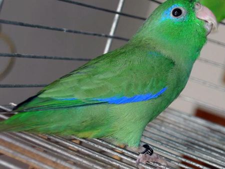 Spectacled parrotlet wwwluckyfeatherscomimageswpspectacled1jpg