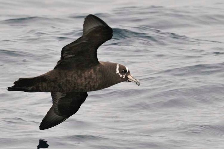 Spectacled petrel Spectacled Petrel
