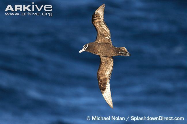 Spectacled petrel Spectacled petrel videos photos and facts Procellaria
