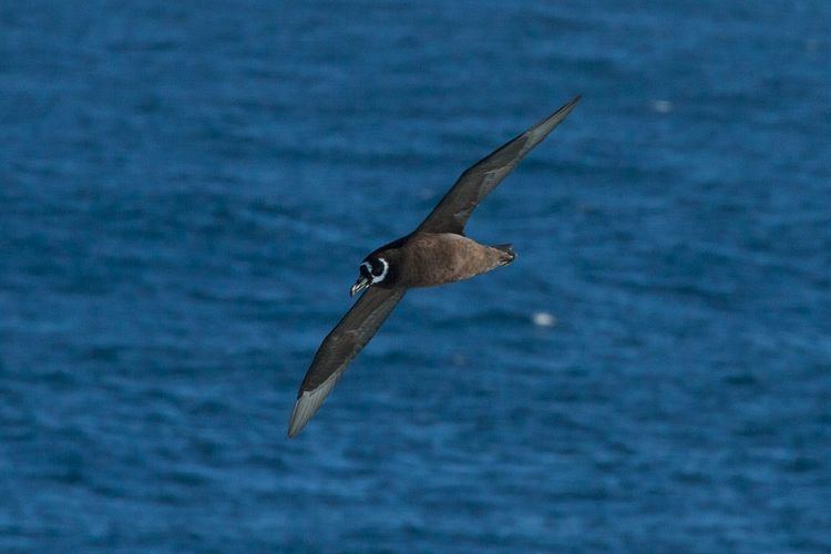 Spectacled petrel Spectacled petrel Wikipedia