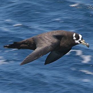 Spectacled petrel conspicillata Spectacled petrel