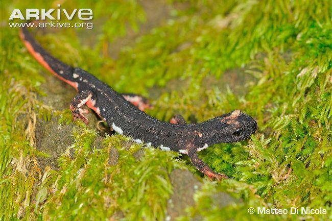 Spectacled Salamander Alchetron The Free Social Encyclopedia