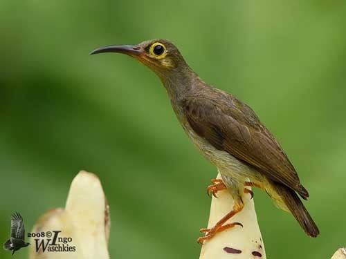 Spectacled spiderhunter Spectacled Spiderhunter