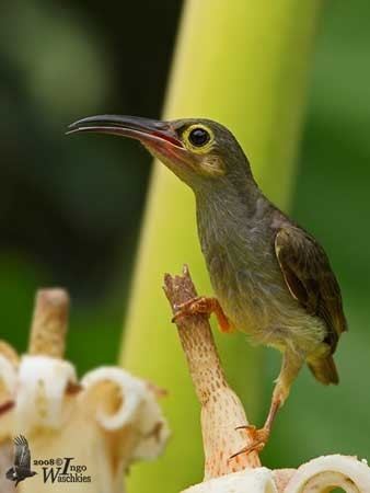 Spectacled spiderhunter Spectacled Spiderhunter