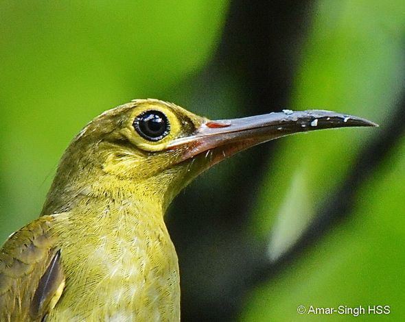 Spectacled spiderhunter A close look at the Spectacled Spiderhunter Bird Ecology Study Group