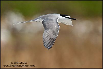 Spectacled tern Welcome to Bob Steele Photography Spectacled Greybacked Tern