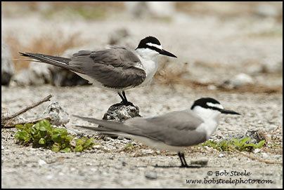 Spectacled tern Welcome to Bob Steele Photography Spectacled Greybacked Tern