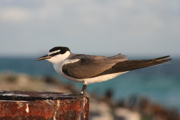 Spectacled tern Greybacked tern New Zealand Birds Online