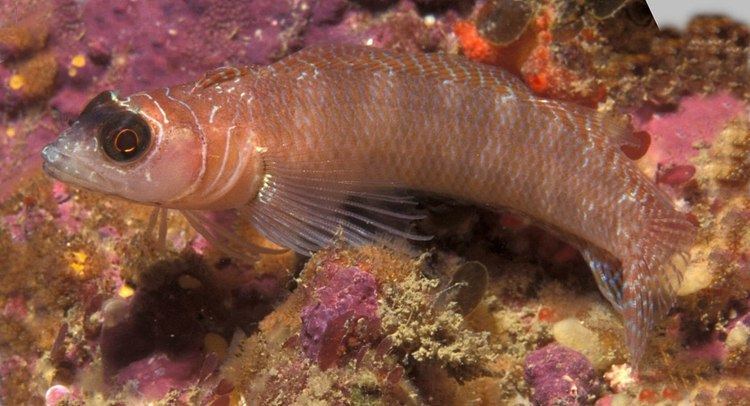 Spectacled triplefin
