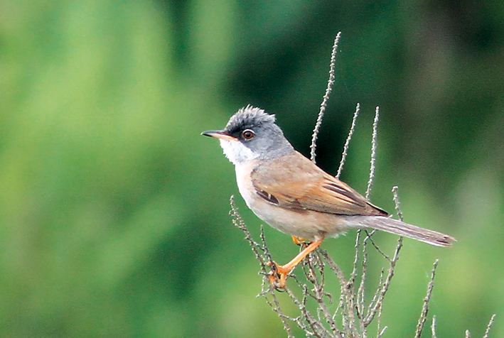 Spectacled warbler Surfbirds Online Photo Gallery Search Results