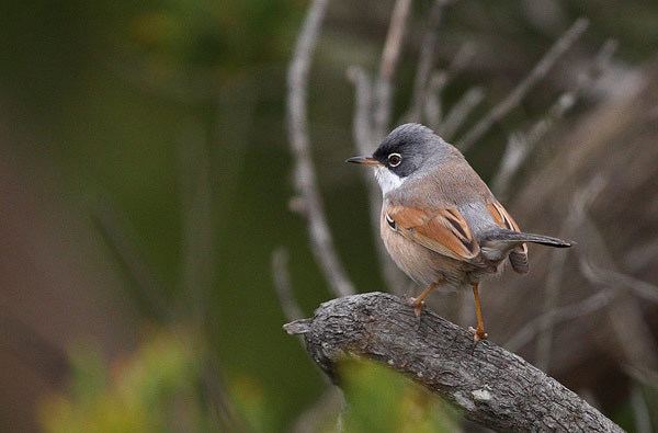 Spectacled warbler spectacled warblers are innovative singers