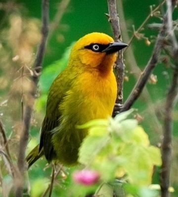 Spectacled weaver Spectacled Weaver