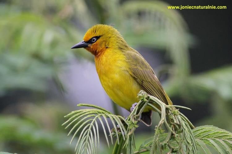 Spectacled weaver Spectacled Weaver Ploceus ocularis videos photos and sound