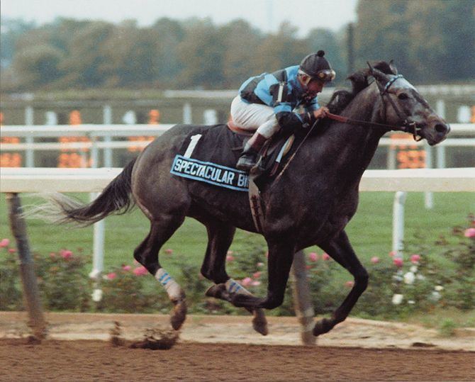 Spectacular Bid 1000 images about Spectacular Bid on Pinterest Legends Act of