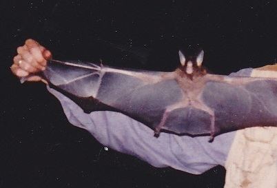 Spectral bat spectral bat observed by laguirre on August 20 1992 iNaturalistorg