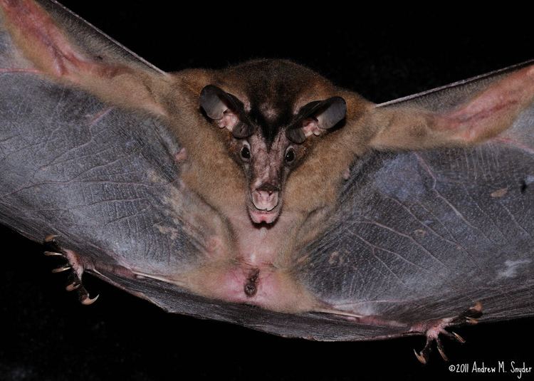 Spectral bat False Vampire batSpectral Bat Vampyrum spectrum South Am Flickr