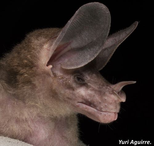 Spectral bat spectral bat observed by yuriaguire88 on April 14 2014