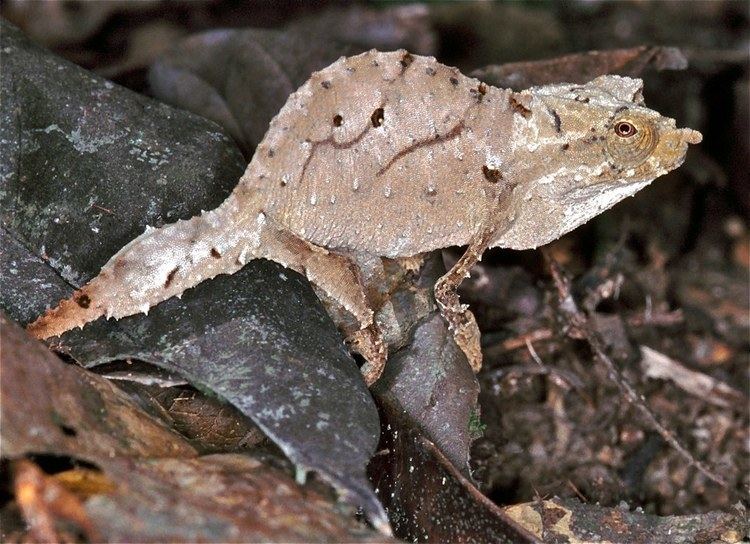Spectral pygmy chameleon httpsuploadwikimediaorgwikipediacommonsff