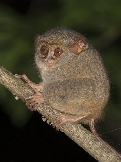 Spectral tarsier wwwecologyasiacomimagesstuspectraltarsier00