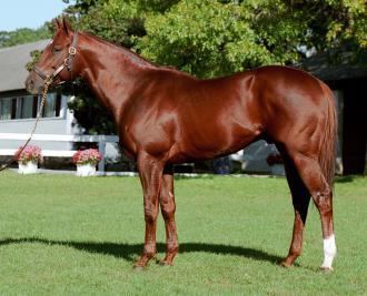 Speightstown (horse) Speightstown Leading sire by stakes wins Daily Racing Form