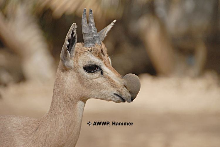Speke's gazelle Al Wabra Wildlife Preservation Spekes Gazelle