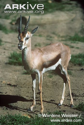 Speke's gazelle Speke39s gazelle videos photos and facts Gazella spekei ARKive