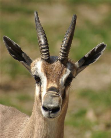 Speke's gazelle Speke39s Gazelle Saint Louis Zoo