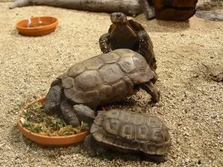 Speke's hinge-back tortoise wwwzootierlistedeimagedb3010823wjrvhvj0Speke
