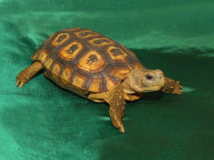 Speke's hinge-back tortoise Speke39s Hingeback Tortoise for sale from The Turtle Source