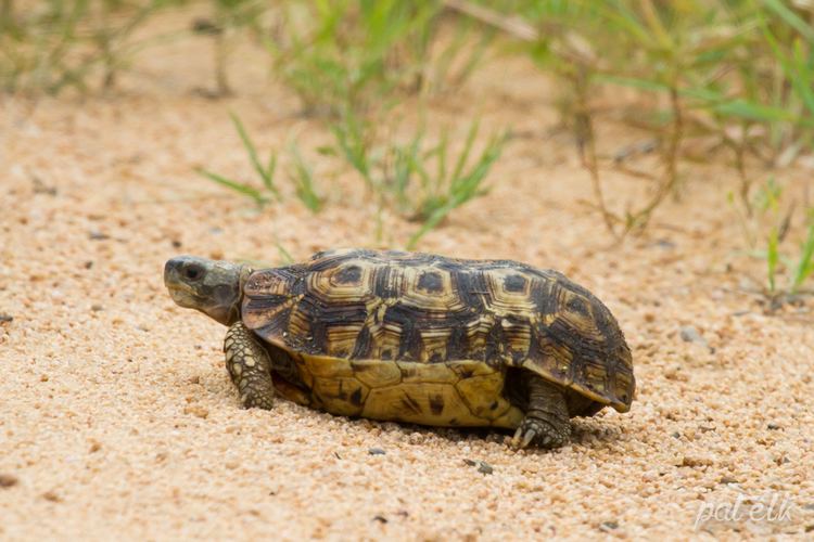 Speke's hinge-back tortoise Wildlife Den South African Wildlife Photography Spekes Hingeback