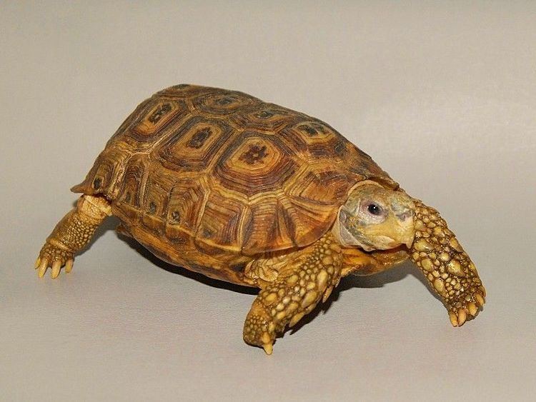 Speke's hinge-back tortoise Speke39s Hingeback Tortoise for sale from The Turtle Source