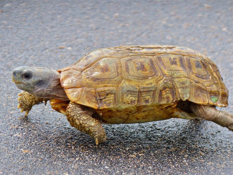 Speke's hinge-back tortoise FileSpeke39s Hingeback Tortoise Kinixys spekii 14027958683jpg