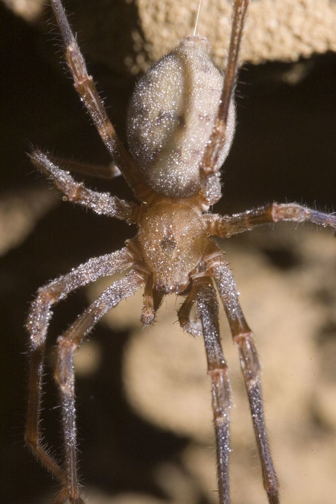 Spelungula Gradungulidae cave spiders