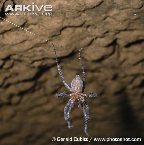 Spelungula Nelson cave spider photo Spelungula cavernicola G22712 ARKive