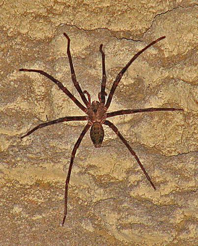 Spelungula Nelson Cave Spider observed by nzwide on November 19 2008