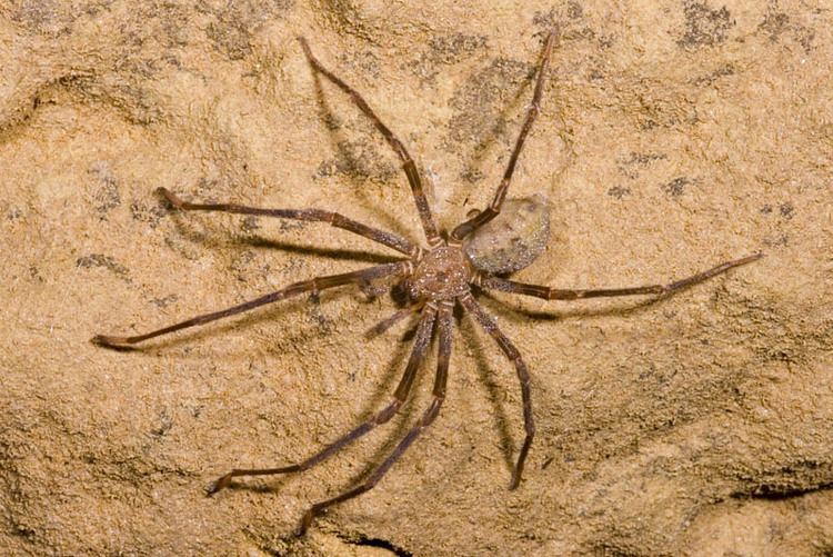Spelungula CalPhotos Spelungula cavernicola Nelson Cave Spider