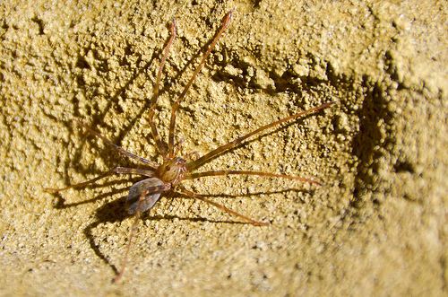 Spelungula Nelson Cave Spider Spelungula cavernicola iNaturalistorg
