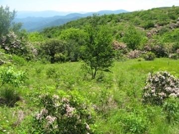 Spence Field wwwhikinginthesmokyscomsmokymountainsphotoss