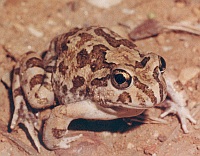 Spencer's burrowing frog Spencers Burrowing Frog Amphibians Nature Notes Alice Springs