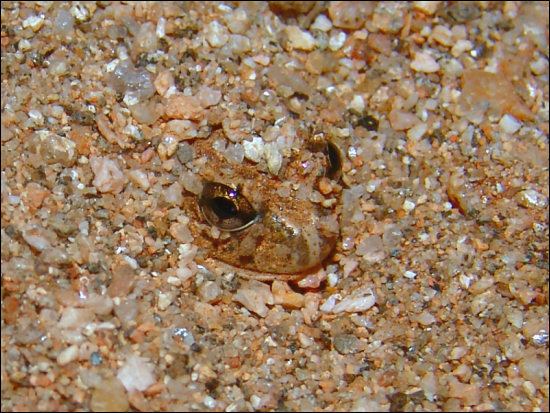 Spencer's burrowing frog Fauna Spencer39s Burrowing Frog Opisthodon spenceri