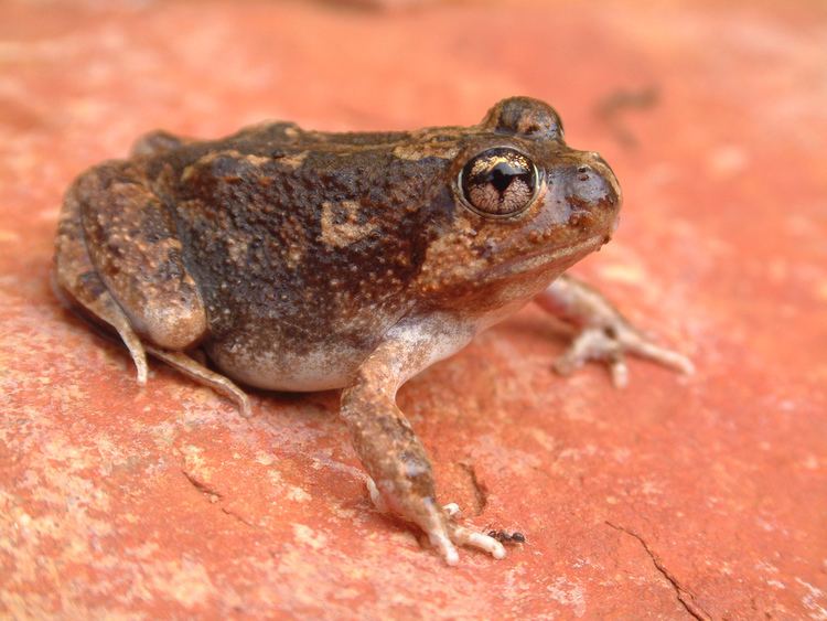 Spencer's burrowing frog httpsuploadwikimediaorgwikipediacommons55