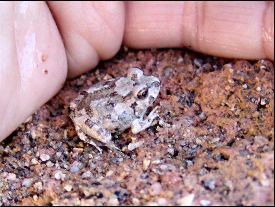 Spencer's burrowing frog Fauna Spencer39s Burrowing Frog Opisthodon spenceri