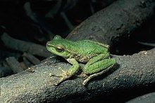 Spencer's river tree frog httpsuploadwikimediaorgwikipediacommonsthu