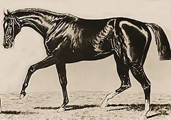 Spendthrift (horse) httpsuploadwikimediaorgwikipediacommonsthu